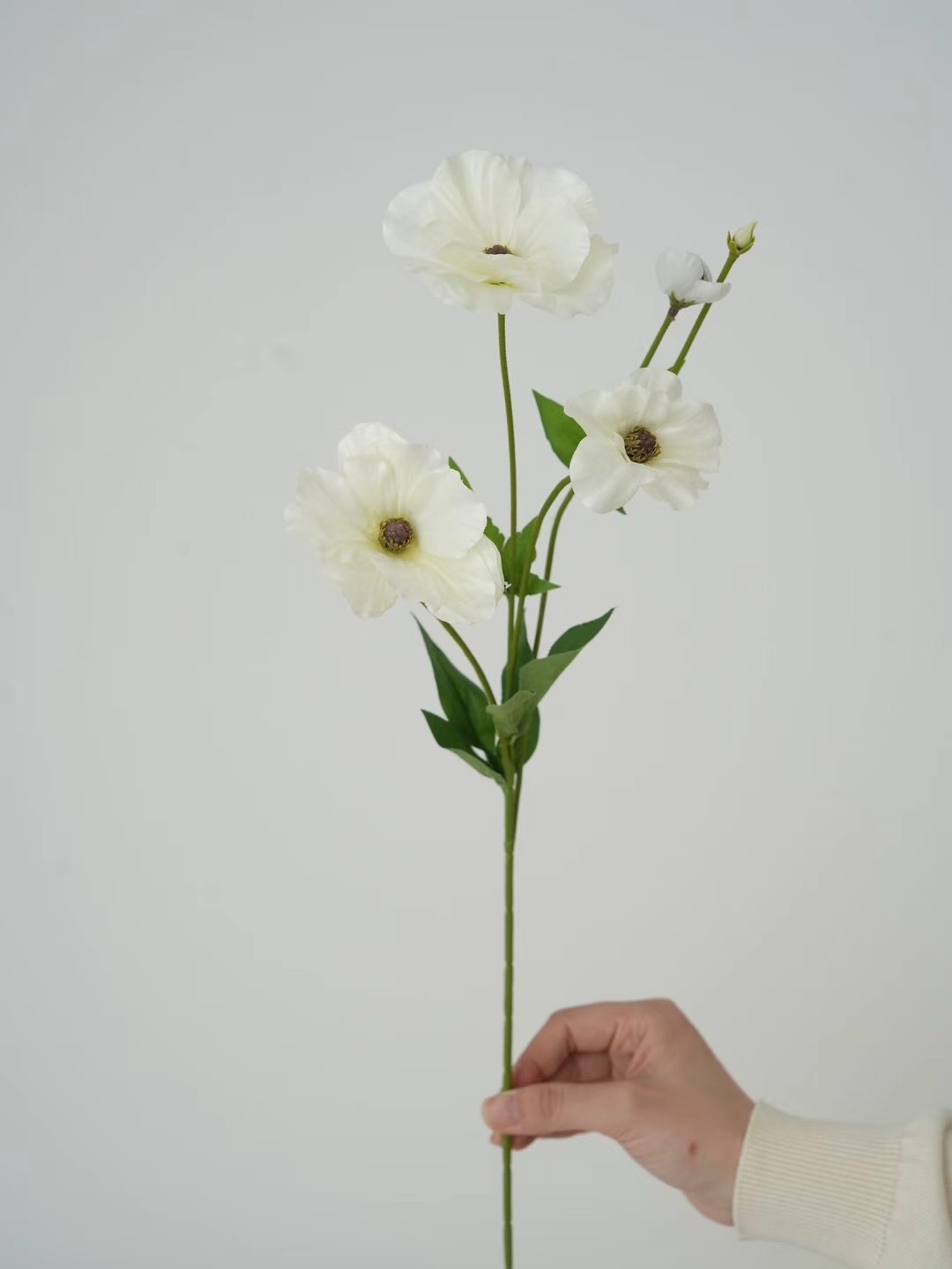 ranunculus