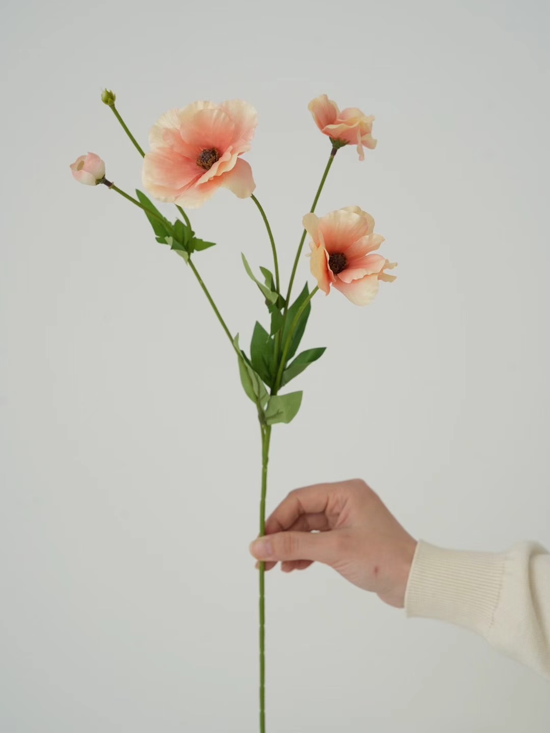 ranunculus