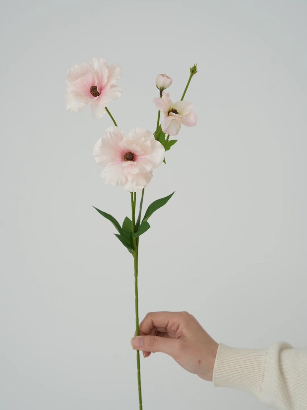 ranunculus