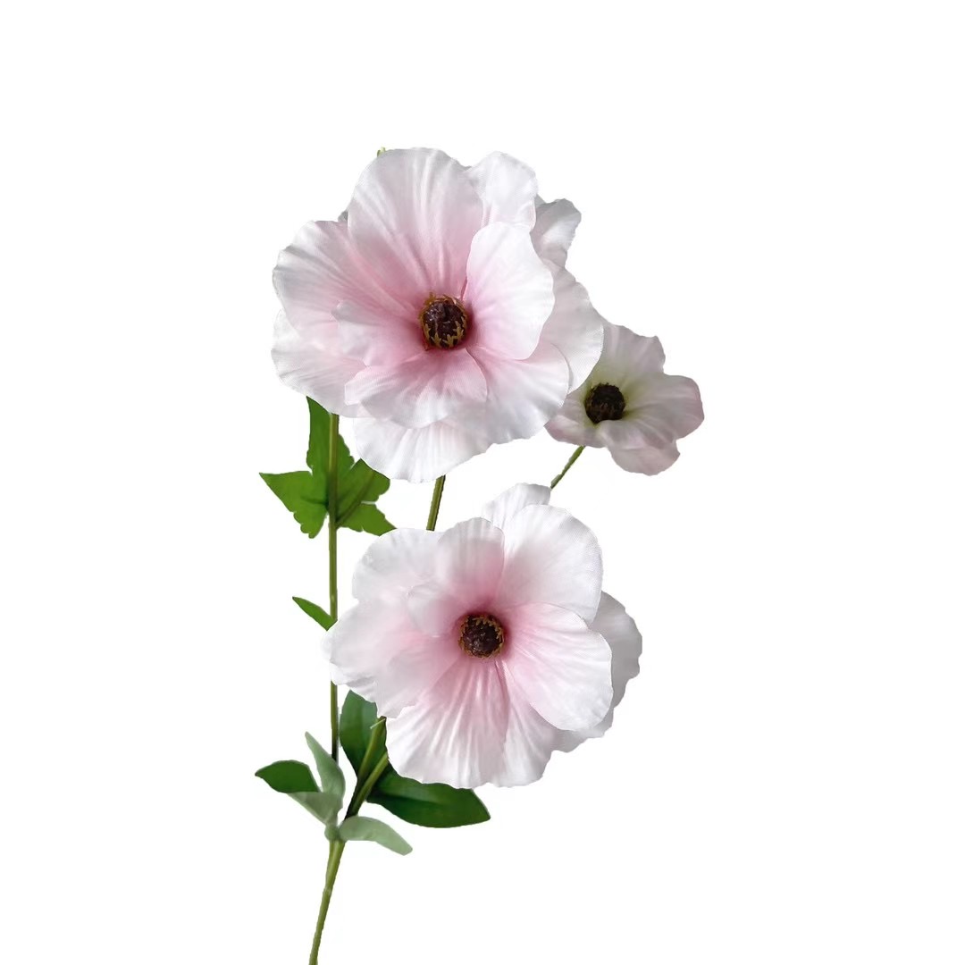 ranunculus