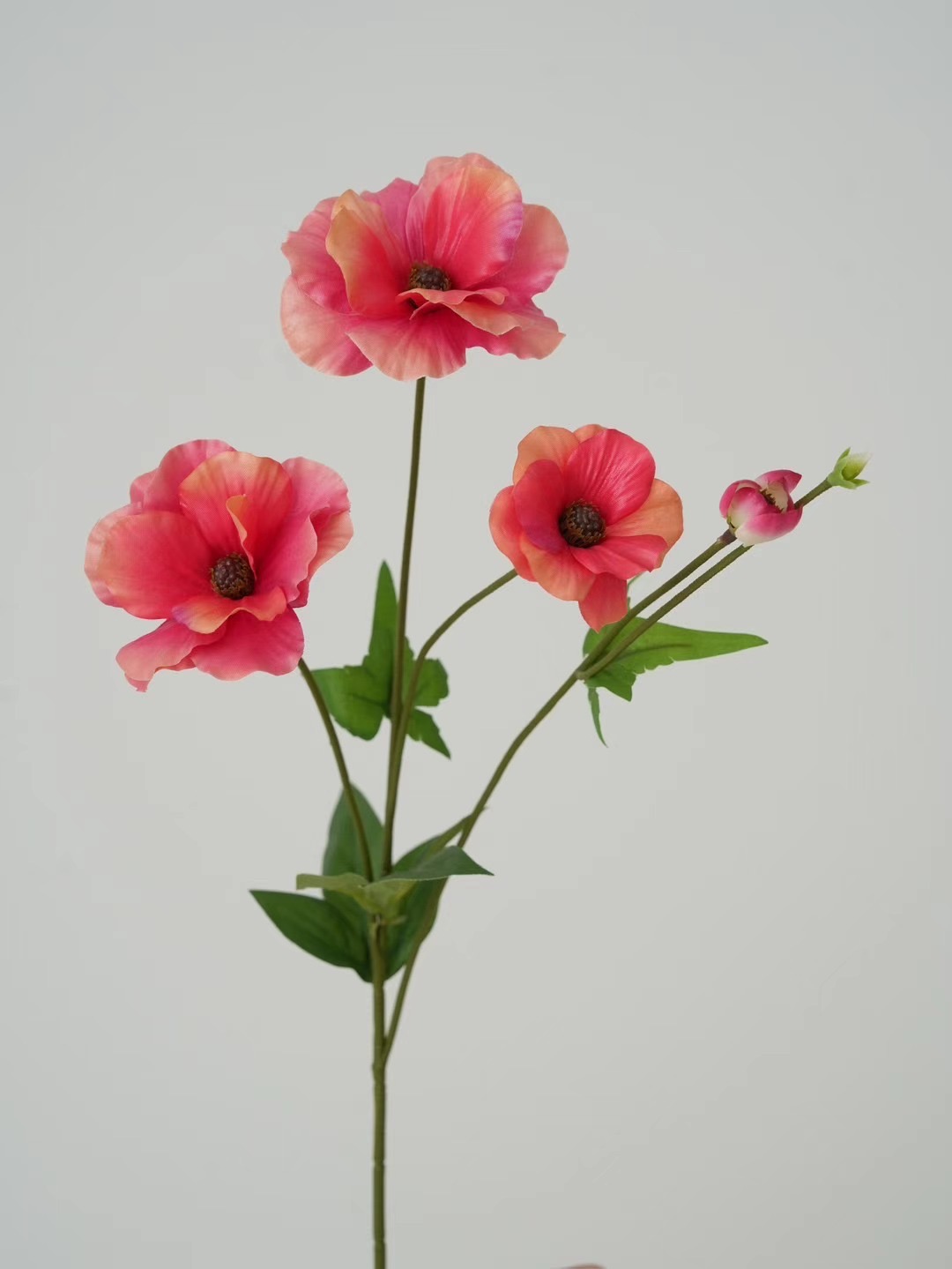 ranunculus
