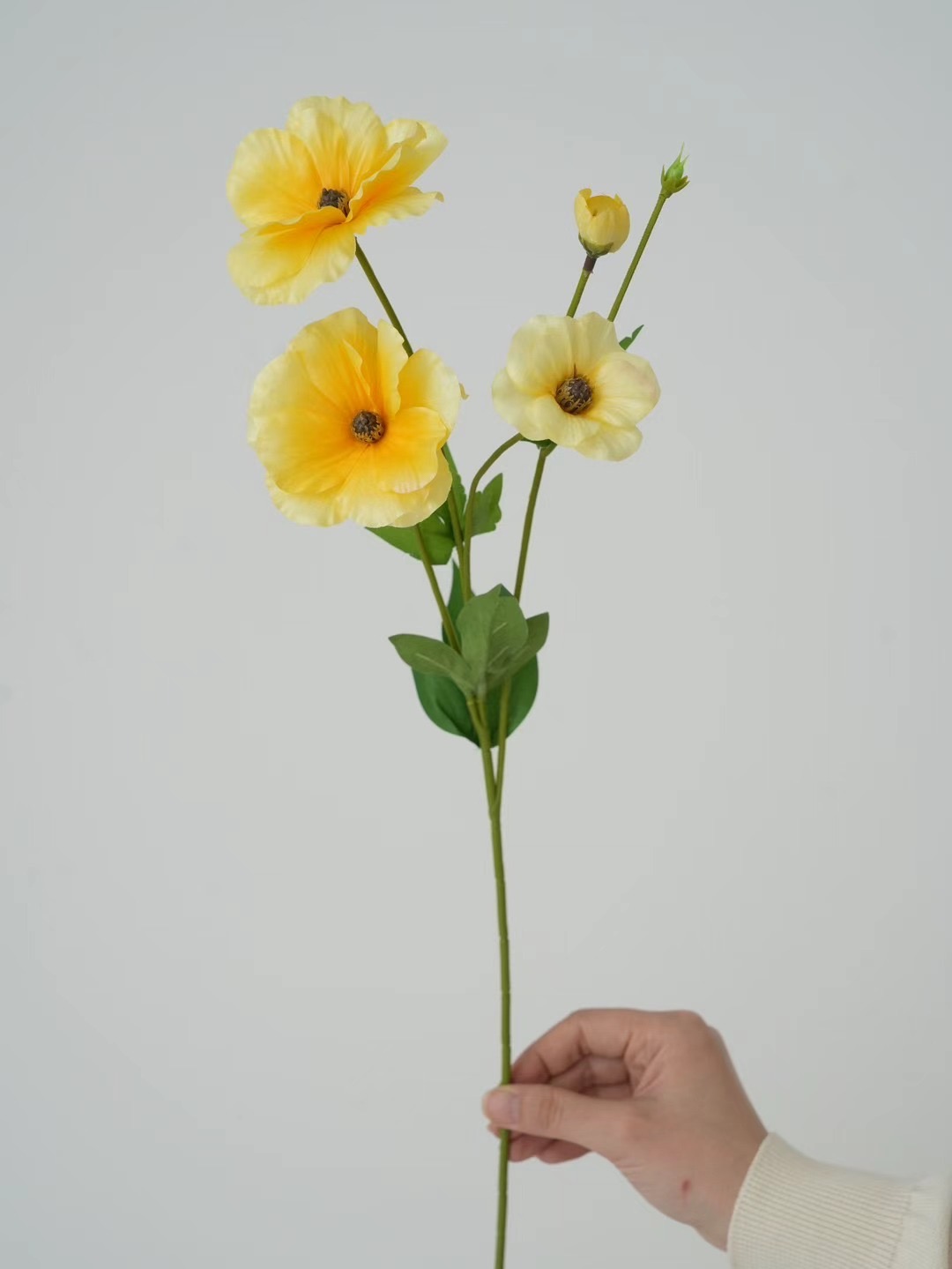 ranunculus