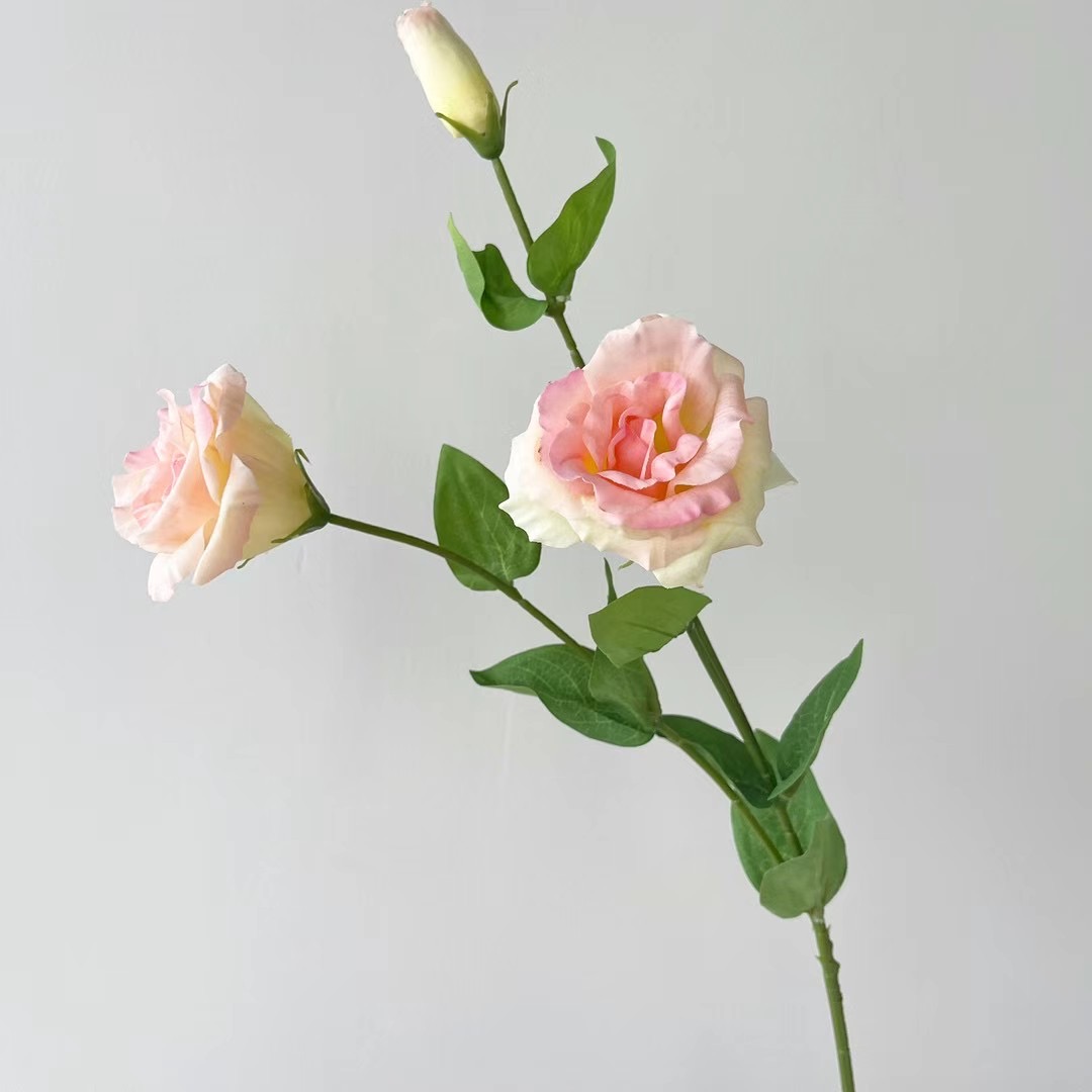 Lisianthus