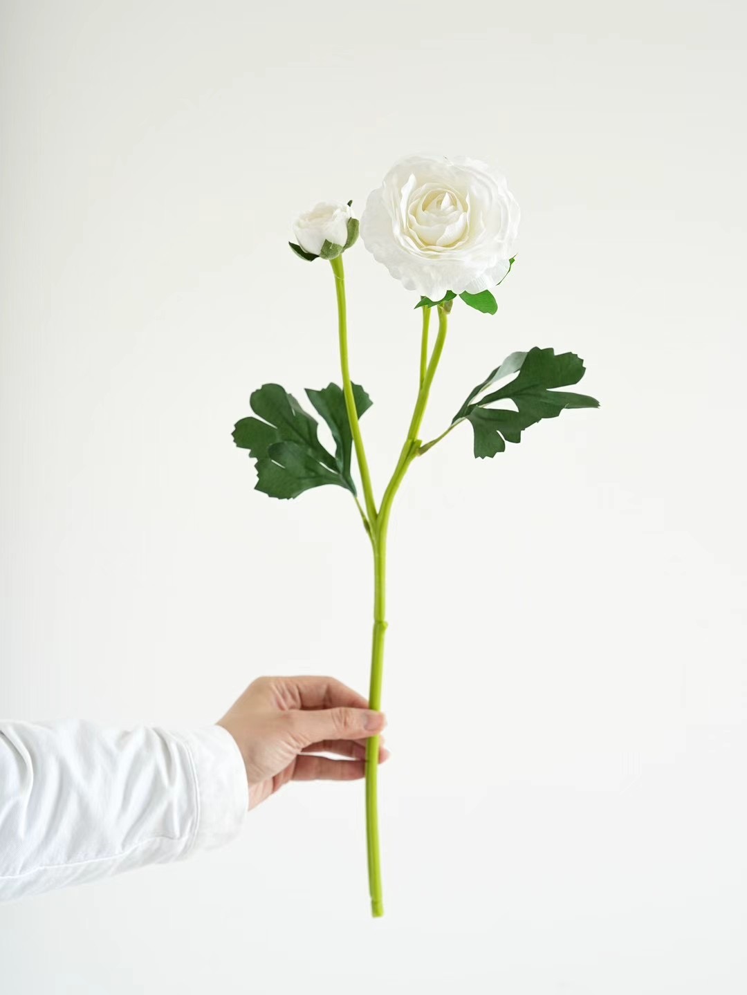 ranunculus