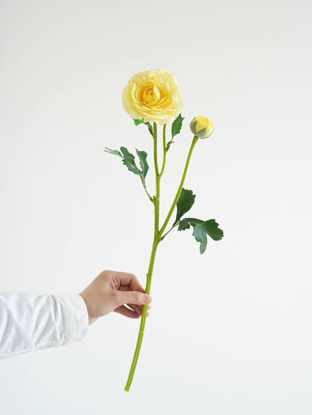 ranunculus