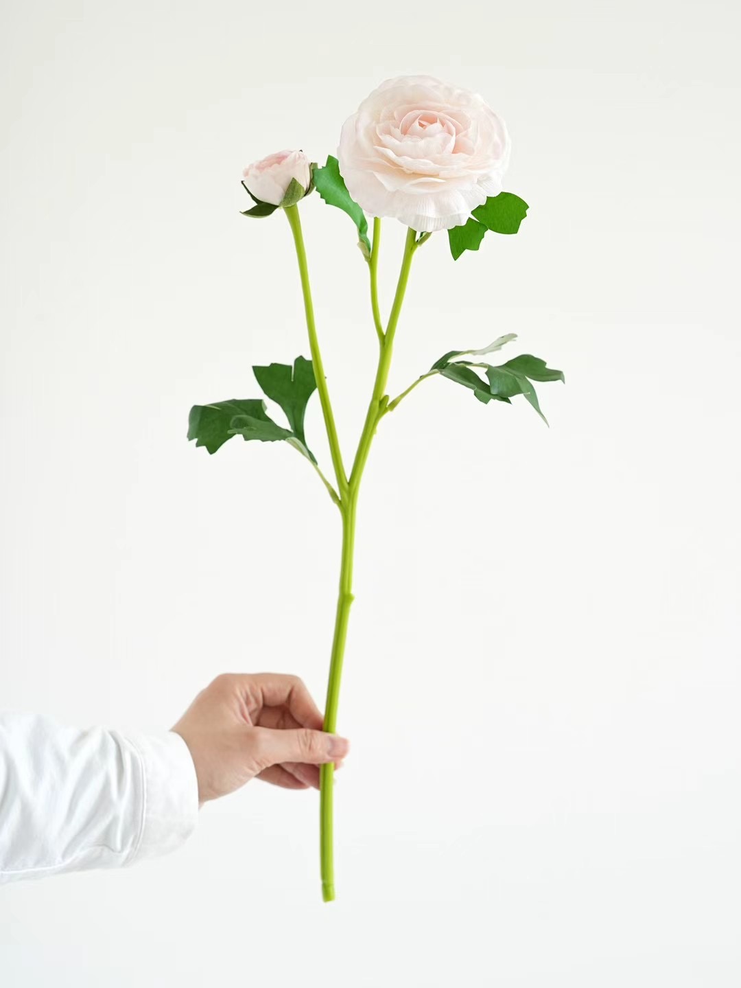 ranunculus
