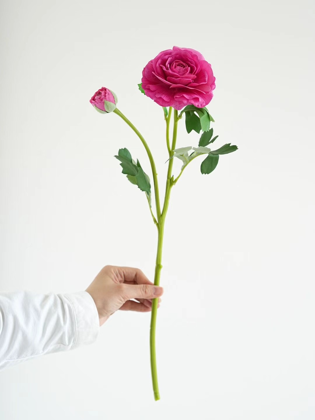ranunculus