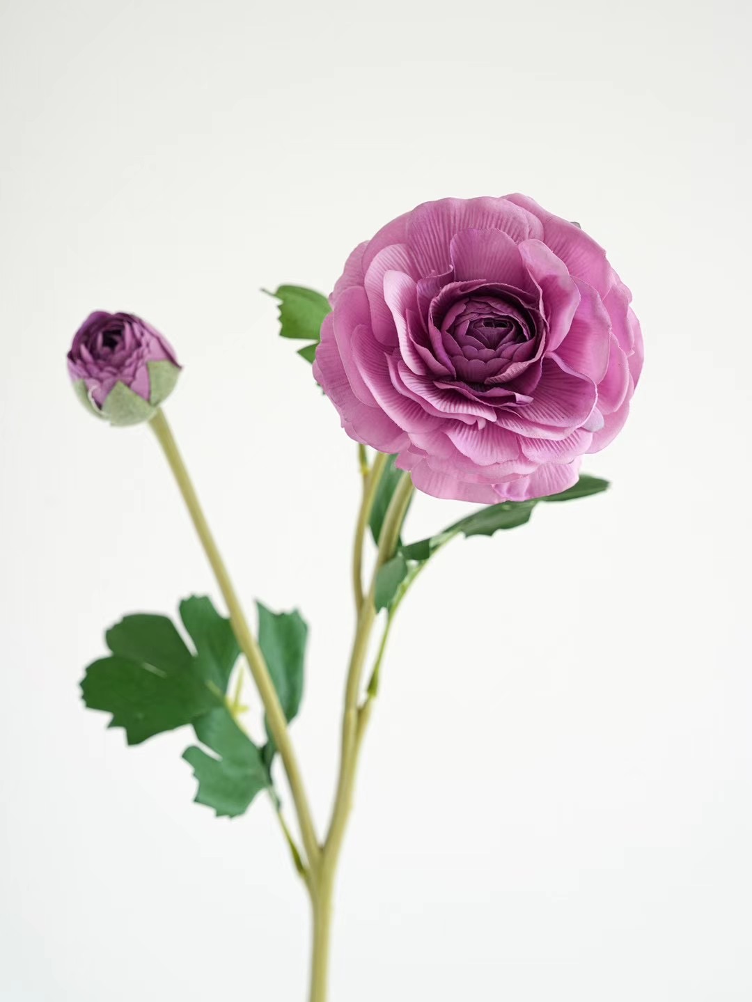 ranunculus