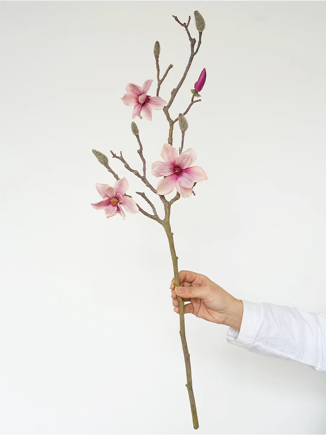 magnolia