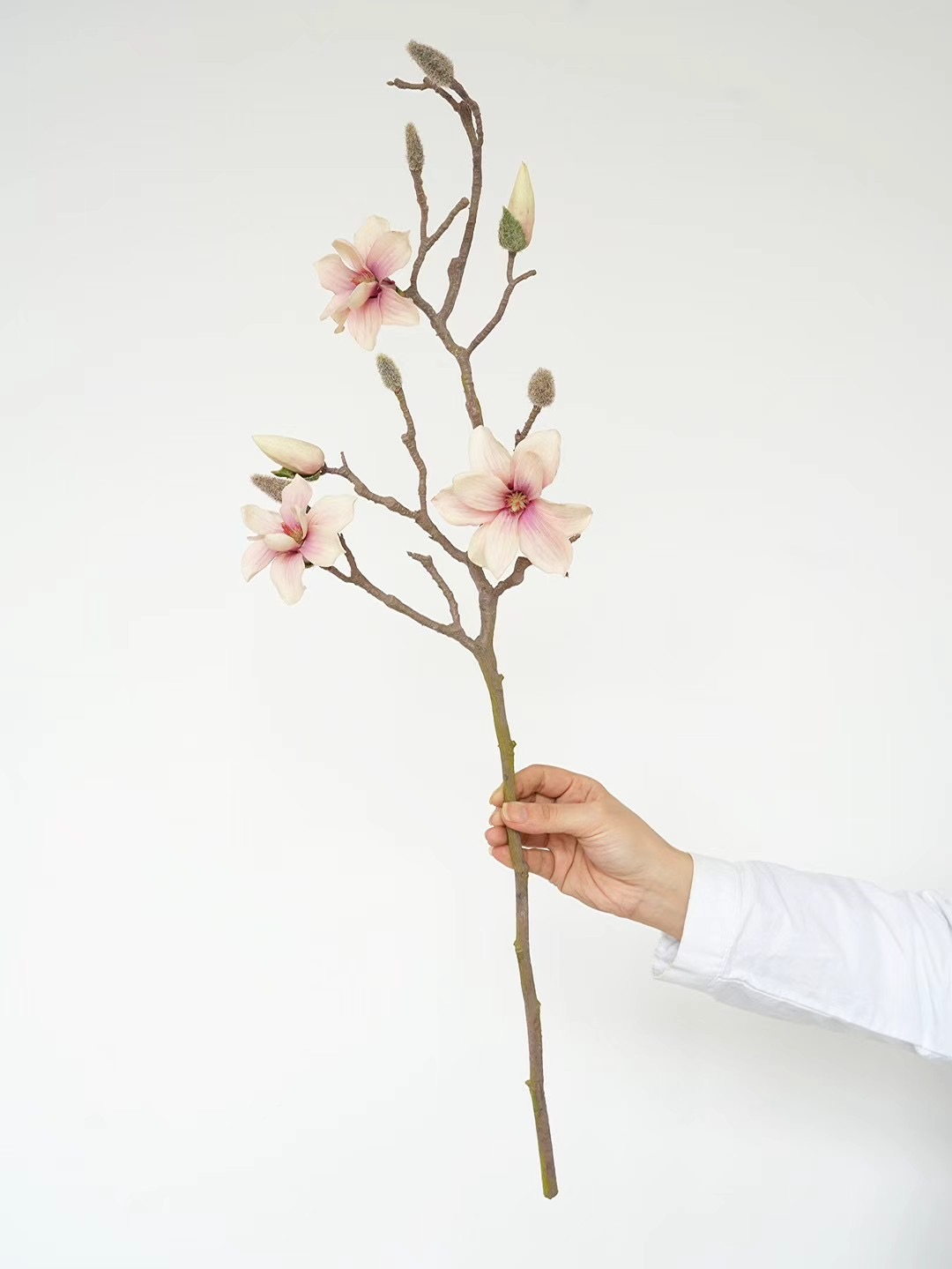 magnolia
