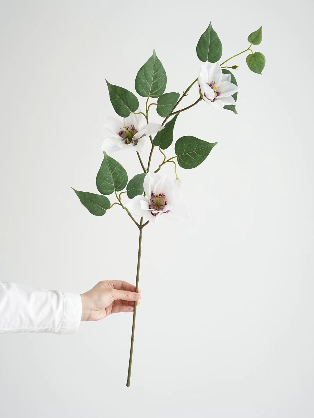 Clematis