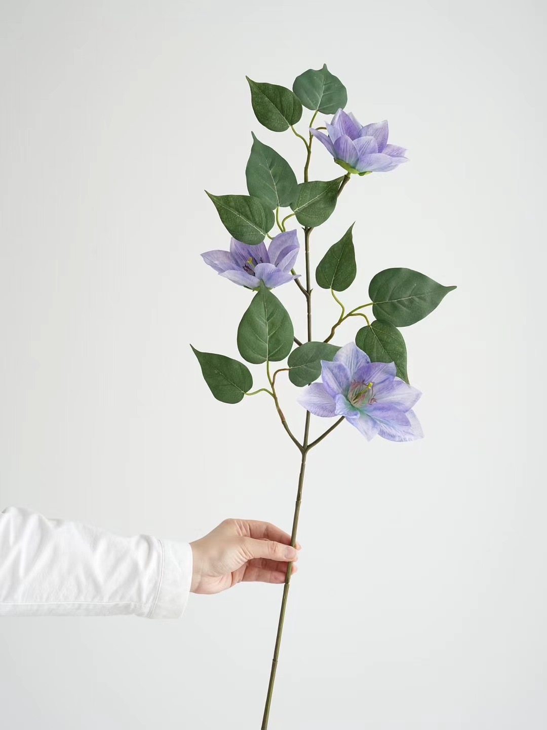 Clematis