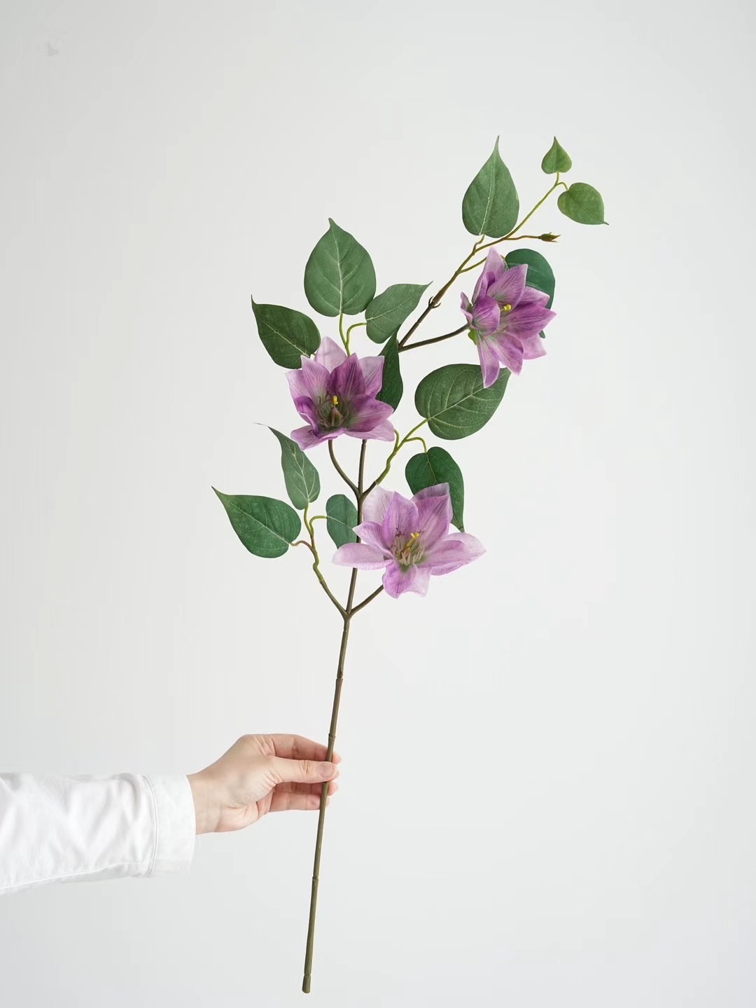Clematis